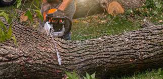 Stallings, NC Tree Removal Services Company