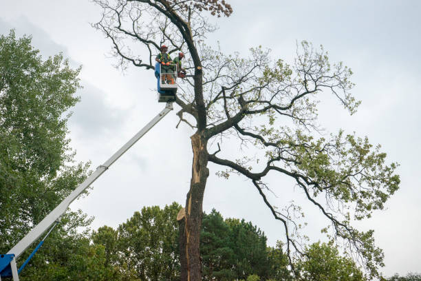 How Our Tree Care Process Works  in  Stallings, NC